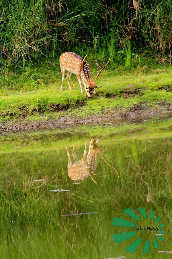 Rainbow Safari Resort Sauraha Exterior foto